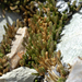 Watson's Spikemoss - Photo (c) springlake1, some rights reserved (CC BY-NC), uploaded by springlake1