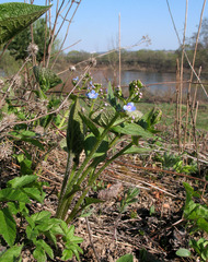 Brunnera sibirica