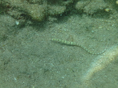 Corythoichthys flavofasciatus