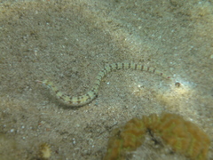 Corythoichthys flavofasciatus