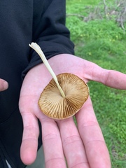 Bolbitius reticulatus