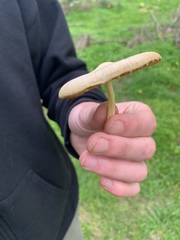 Bolbitius reticulatus