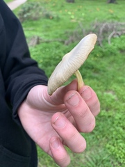 Bolbitius reticulatus