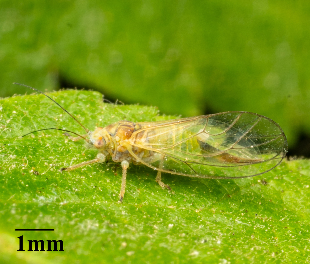 Psylla caudata