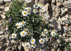 Erigeron leiomerus