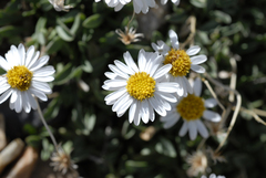Erigeron leiomerus
