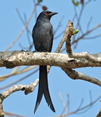 Dicrurus leucophaeus