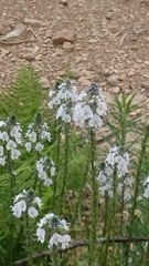 Veronica gentianoides