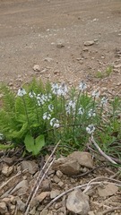Veronica gentianoides