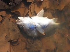 Aplodinotus grunniens