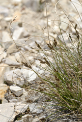 Carex phaeocephala