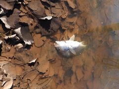 Aplodinotus grunniens