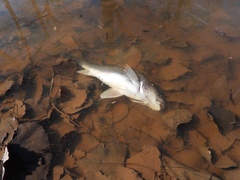 Aplodinotus grunniens