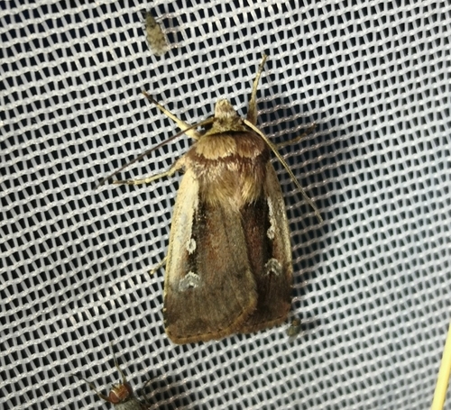 Flame Shoulder Moth, Schiermonnikoog, Strandresort, 9166 NE Schiermonnikoog, Niederlande, photo 9 of 10