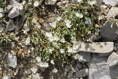 Stellaria longipes