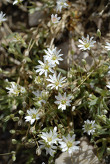 Stellaria longipes