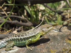 Stenocercus trachycephalus