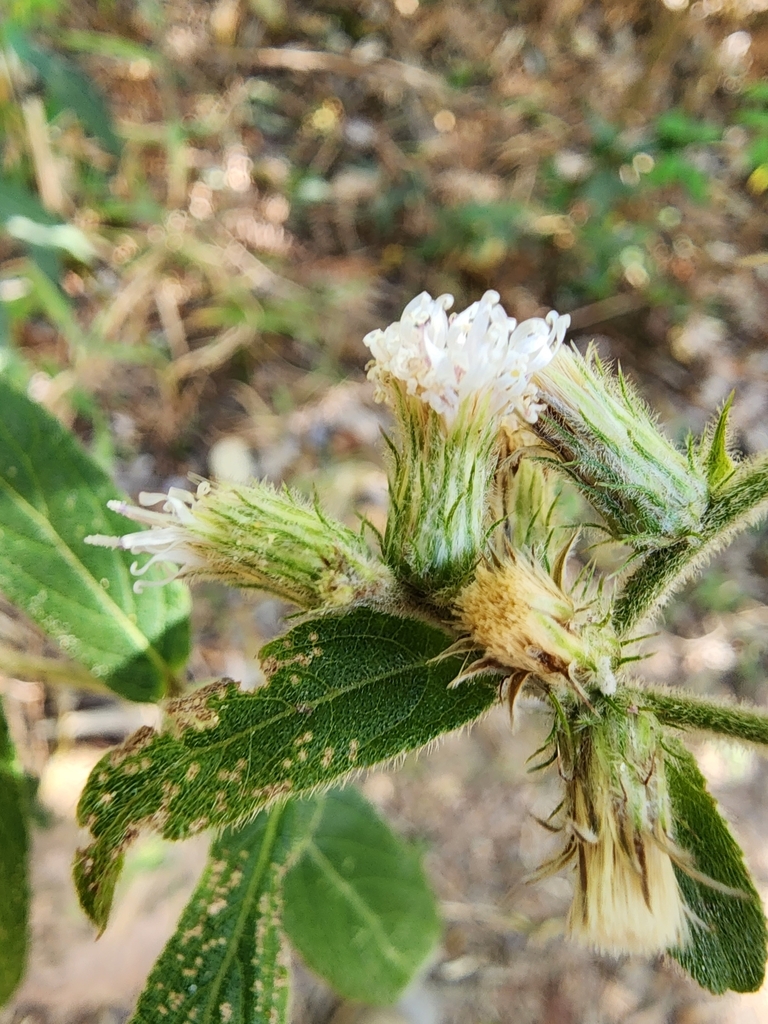 Lepidaploa eriolepis