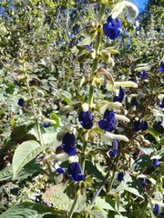 Salvia albocaerulea