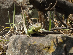 Stenocercus trachycephalus