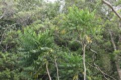 Polyscias murrayi