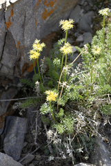 Cymopterus hendersonii