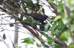 Bolemoreus frenatus