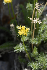 Cymopterus hendersonii