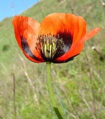 Papaver dubium stevenianum