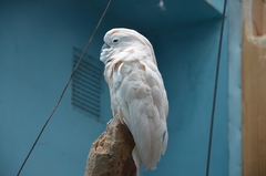 Cacatua moluccensis