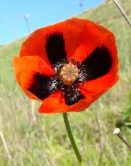 Papaver dubium stevenianum