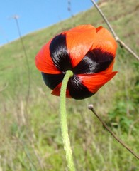 Papaver dubium stevenianum
