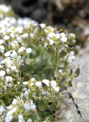 Draba pennellii