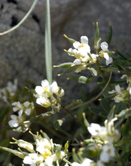 Draba pennellii