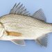 White Perch - Photo (c) uconnbirdfish, some rights reserved (CC BY-NC-ND), uploaded by uconnbirdfish