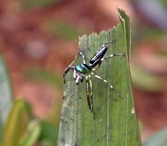 Cosmophasis thalassina