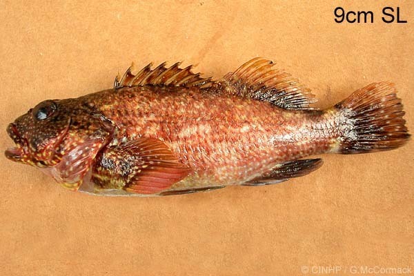 Whitedotted Hawkfish