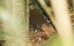 Hypsiprymnodon moschatus