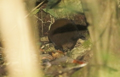 Hypsiprymnodon moschatus