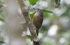 Colluricincla boweri