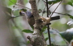 Colluricincla boweri