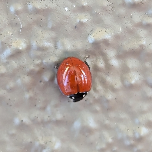 Spotless Lady Beetle (Cycloneda sanguinea), a species recorded in Florida