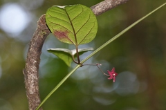 Vincetoxicum coloratum