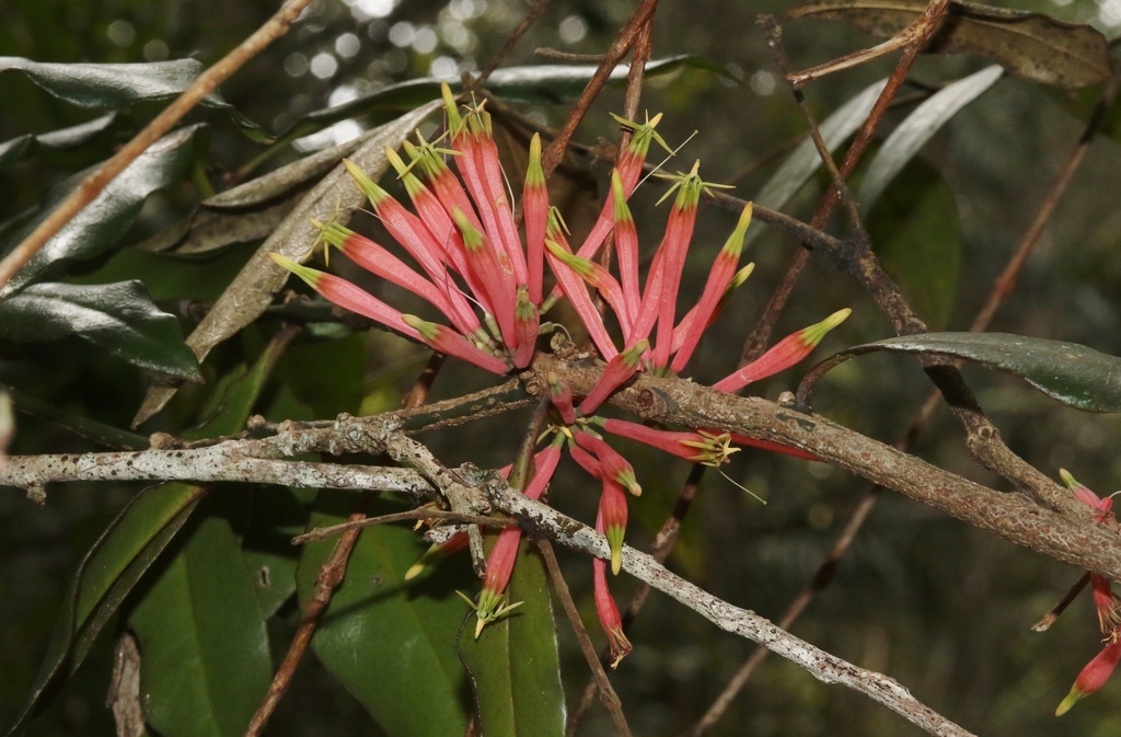 Elytrantheae