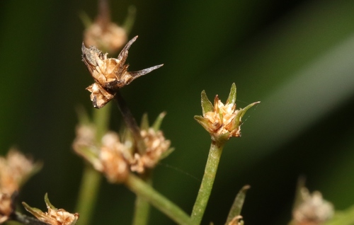 Lomandra altior