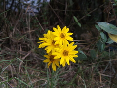 Bidens rubifolia