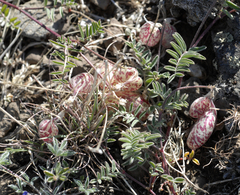 Astragalus whitneyi confusus