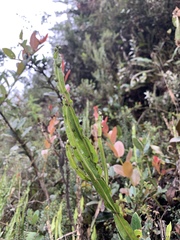 Baccharis genistelloides