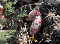 Astragalus whitneyi confusus