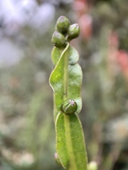 Baccharis genistelloides